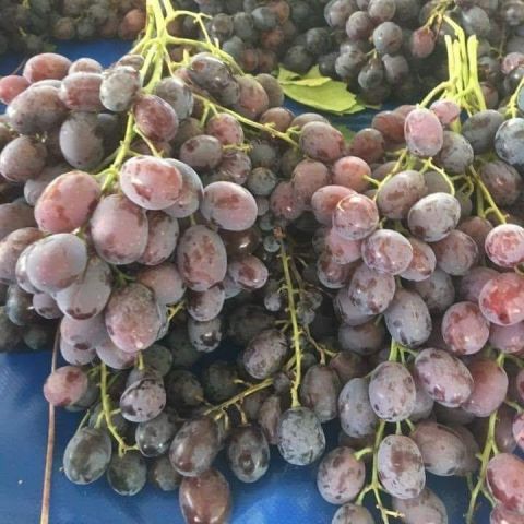 Geleneksel Çok İri Taneli Kırmızı Mor Renkli İri Salkımlı Tüplü Hönüsü Üzüm Fidanı