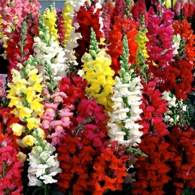 Karışık Aslan ağzı Çiçeği (Snapdragon Rainbow Mixed) Tohumu (750 tohum)