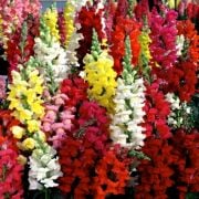 Karışık Aslan ağzı Çiçeği (Snapdragon Rainbow Mixed) Tohumu (750 tohum)