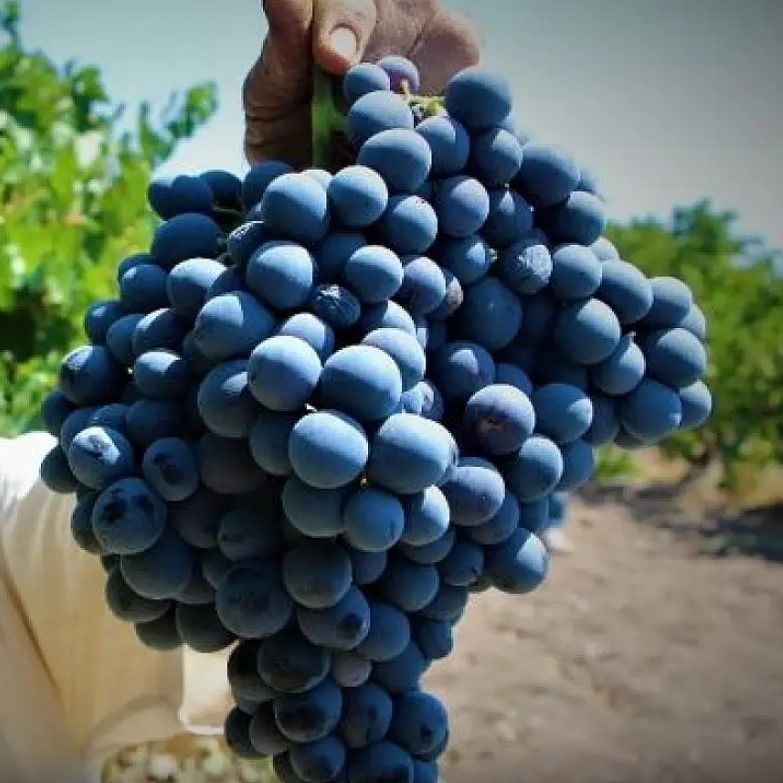 Geleneksel Çok İri Taneli Mor Renkli İri Salkımlı Arapgir Köhnü Üzüm Fidanı