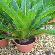 Japon Palmiyesi Sikas Cycas Fidanı Saksıda (10-20 cm)