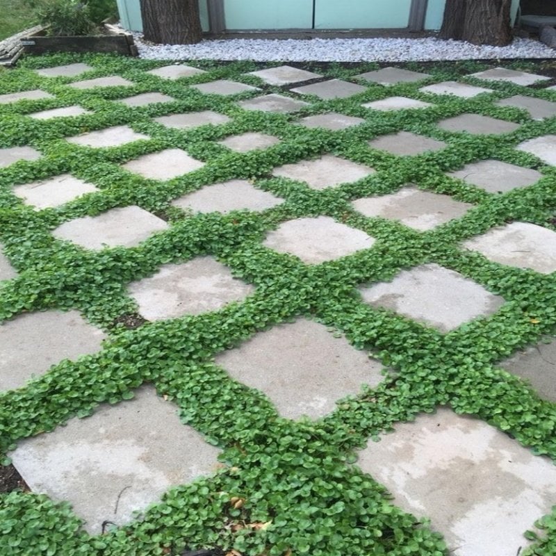 Dona Dayanıklı Dichondra Repens Fare Kulağı Tohumu(1000 gram)