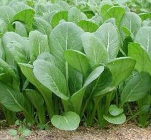 Doğal Tendergreen Hardal Tohumu(100 tohum)