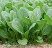 Doğal Tendergreen Hardal Tohumu(100 tohum)