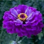 Super Yoga Elegans Purple Zinya Çiçeği Tohumu(40 tohum)