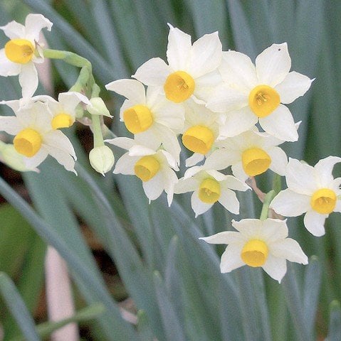 Geranium Nergis Soğanı (3 Adet)