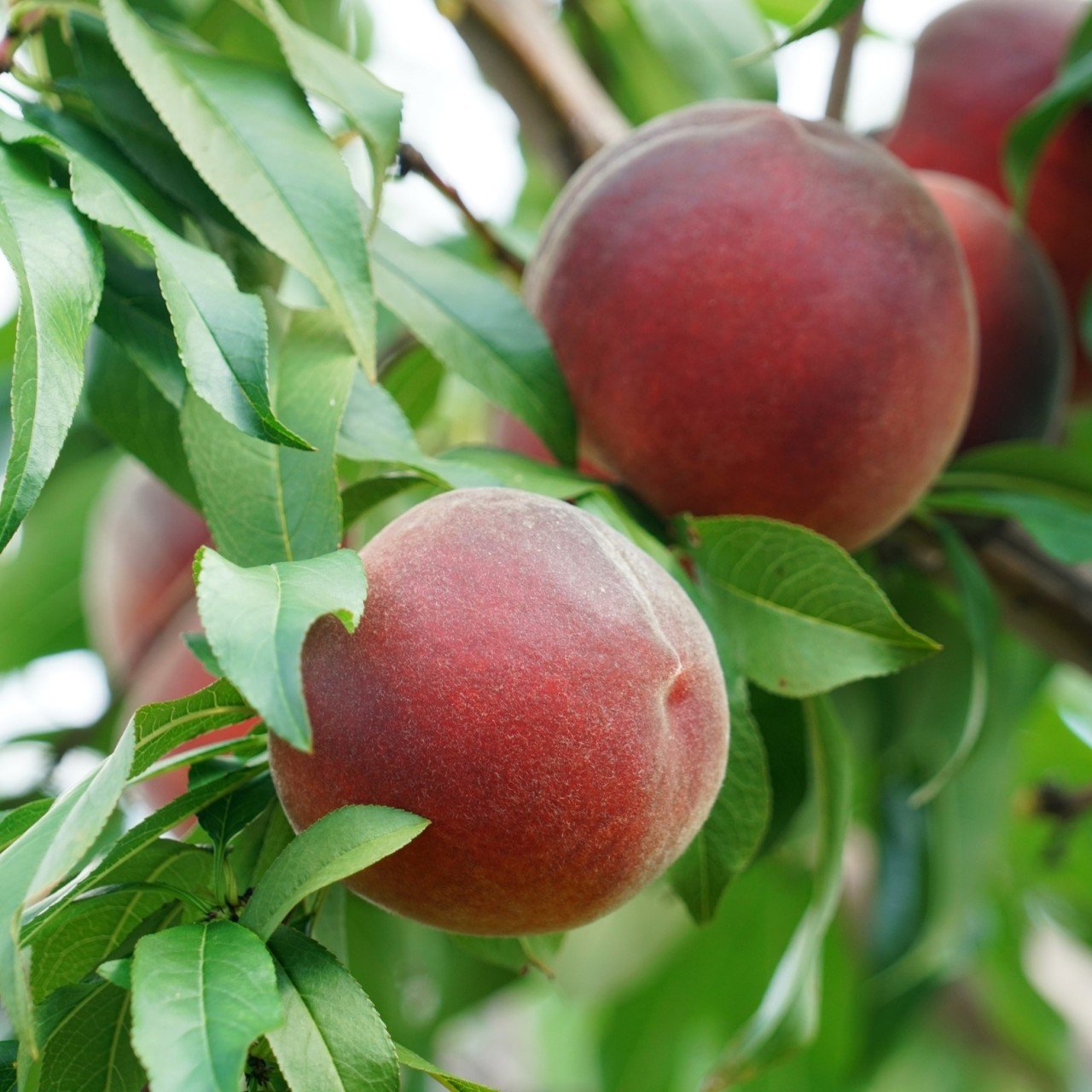 Açık Kök Tam Bodur İnnovative Tree Monreo Şeftali Fidanı