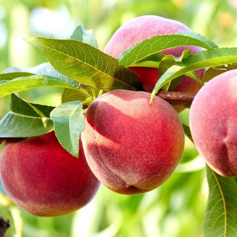 Açık Kök Tam Bodur İnnovative Tree Monreo Şeftali Fidanı