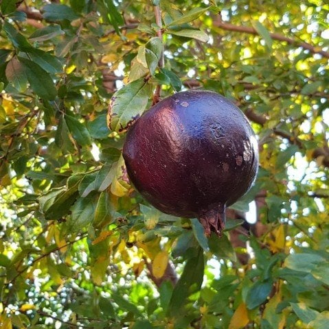 Tüplü Meyve Verme Durumunda Siyah Nar Fidanı (100-200 cm)