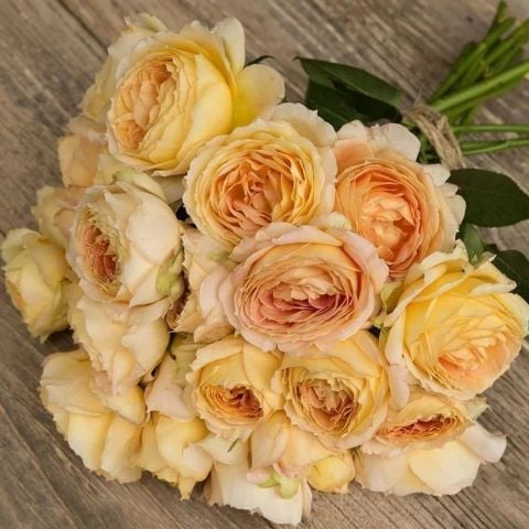 Sınırlı Stok Koleksiyonluk Royal Amber Kokulu Yediveren Gül Fidanı