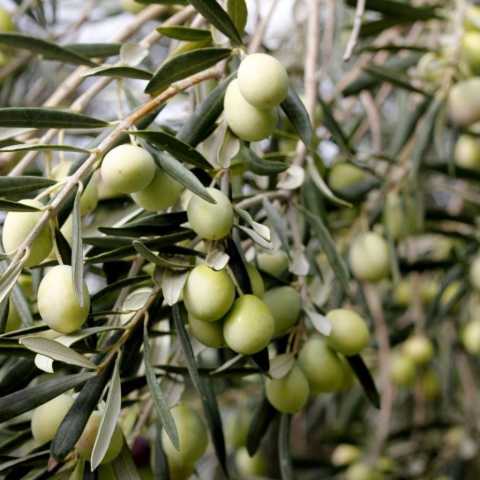 Tüplü Kırmalık Çizmelik Akhisar Uslu Zeytin Fidanı