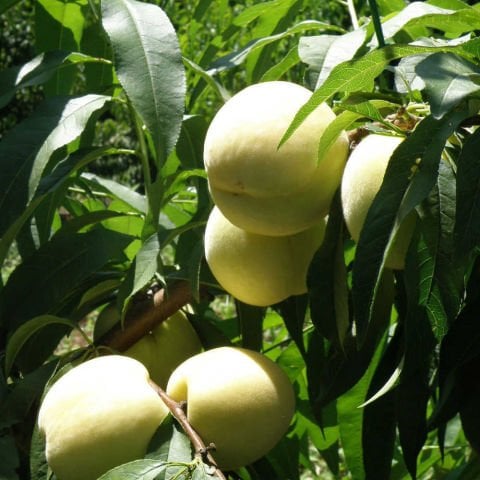 Tüplü Tam Bodur İnnovative Tree Beyaz Nektarin Fidanı