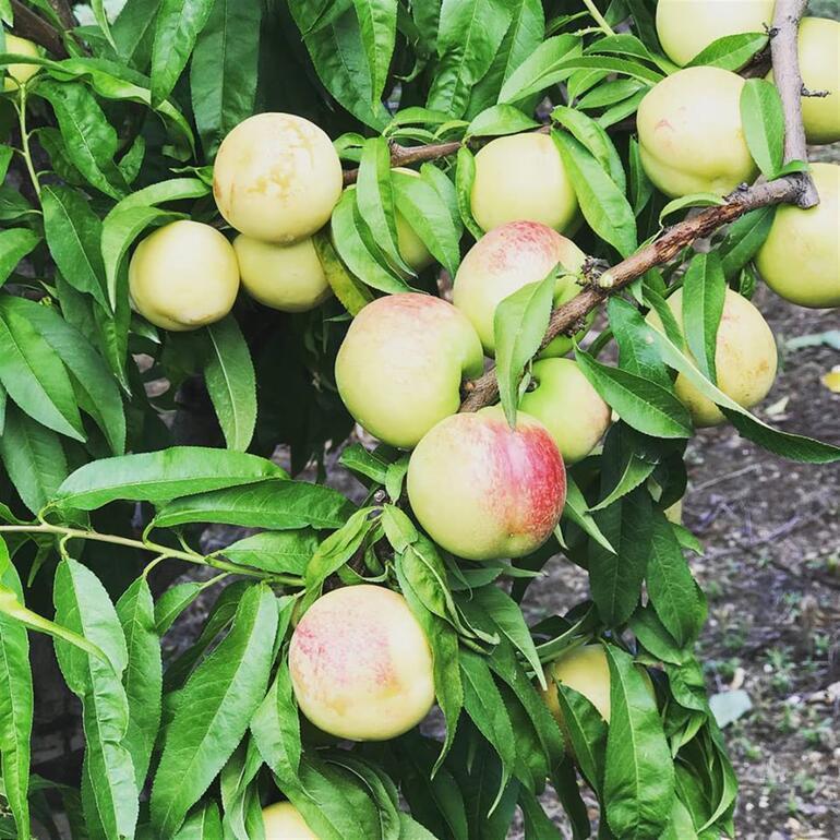 Tüplü Tam Bodur İnnovative Tree Beyaz Nektarin Fidanı