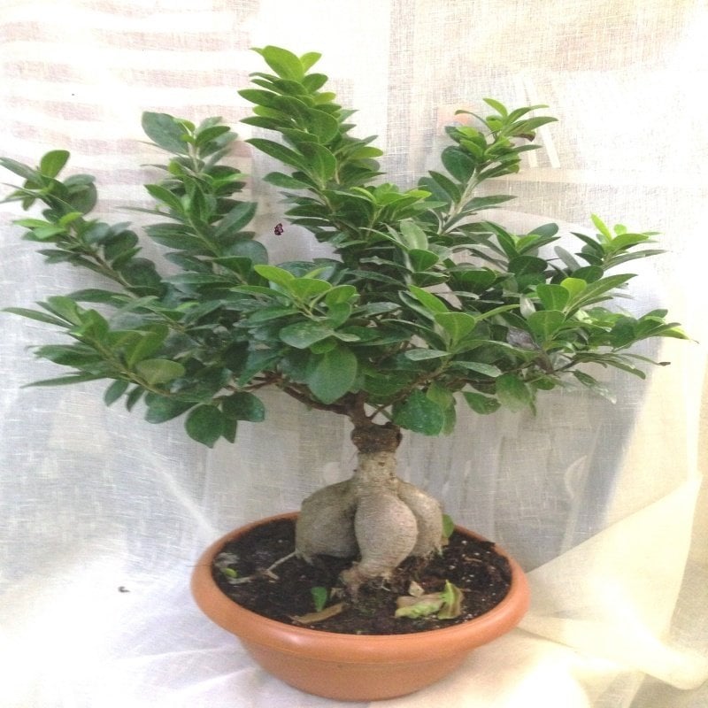 Dekoratif Canlı Bitki Ficus Ginseng Bonsai