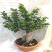 Dekoratif Canlı Bitki Ficus Ginseng Bonsai