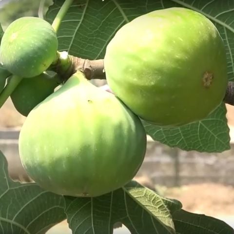 Tüplü Yediveren İri Meyveli Haziranda Hasadı Yapılan Erkenci İnciri Fidanı