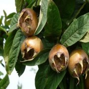 İri Meyveli Jumbo Döngel Muşmula Tohumu (5 tohum)