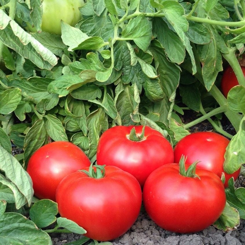 Etli Yüksek Verimli 5656 Oturak Verimli Domates Fidesi (5 adet)