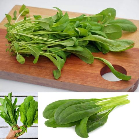 Japon Mutfağından Mibuna Fidesi (5 Adet)