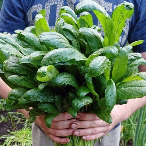 Japon Mutfağından Mibuna Fidesi (5 Adet)