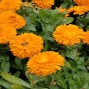Sunset Buff AynıSafa Çiçeği Tohumu(50 tohum)