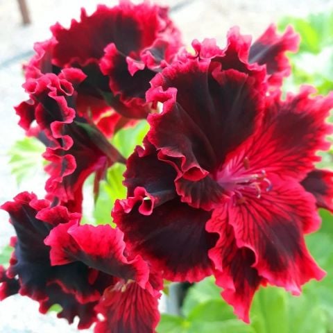 Koleksiyonluk Rimfire Pelargonium Regal Fırfırlı Sardunya Çiçeği Fidesi (1 adet)