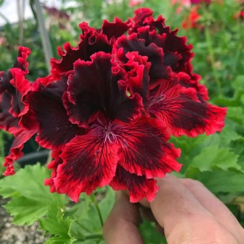 Koleksiyonluk Rimfire Pelargonium Regal Fırfırlı Sardunya Çiçeği Fidesi (1 adet)