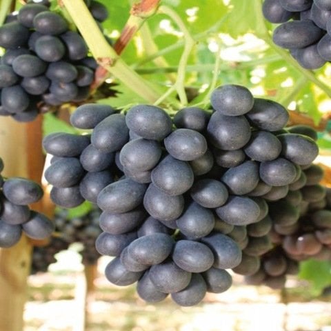 Açık Kök Antep Karası Parmağı Üzüm(Asma-Bağ) Fidanı