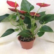 Saksıda Kırmızı Çiçekli Flamingo Antoryum(Anthurium) Çiçeği