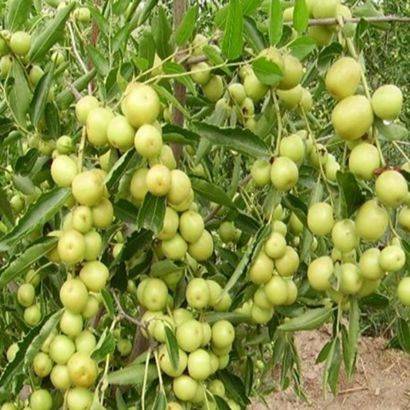 Dalından Taze Hünnap Meyvesi 1 Kg