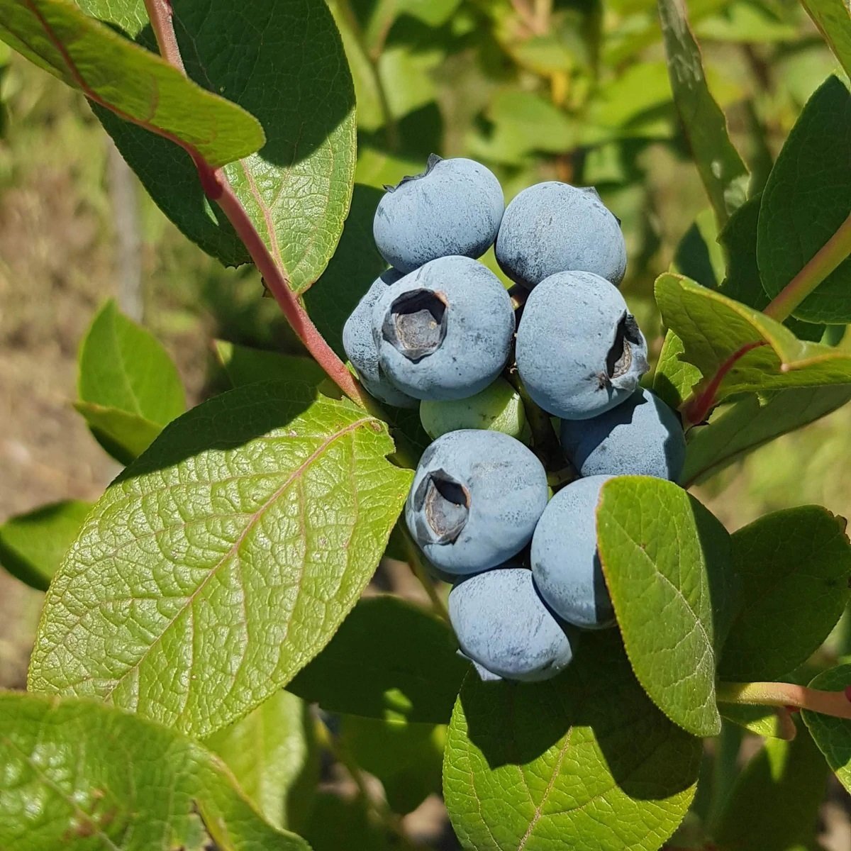 Yüksek Verimli Toro Yaban Mersini Fidesi(5 adet (5-10 cm)