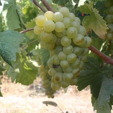 Tüplü İri Taneli Çok Tatlı Tarsus Beyazı Üzüm Fidanı