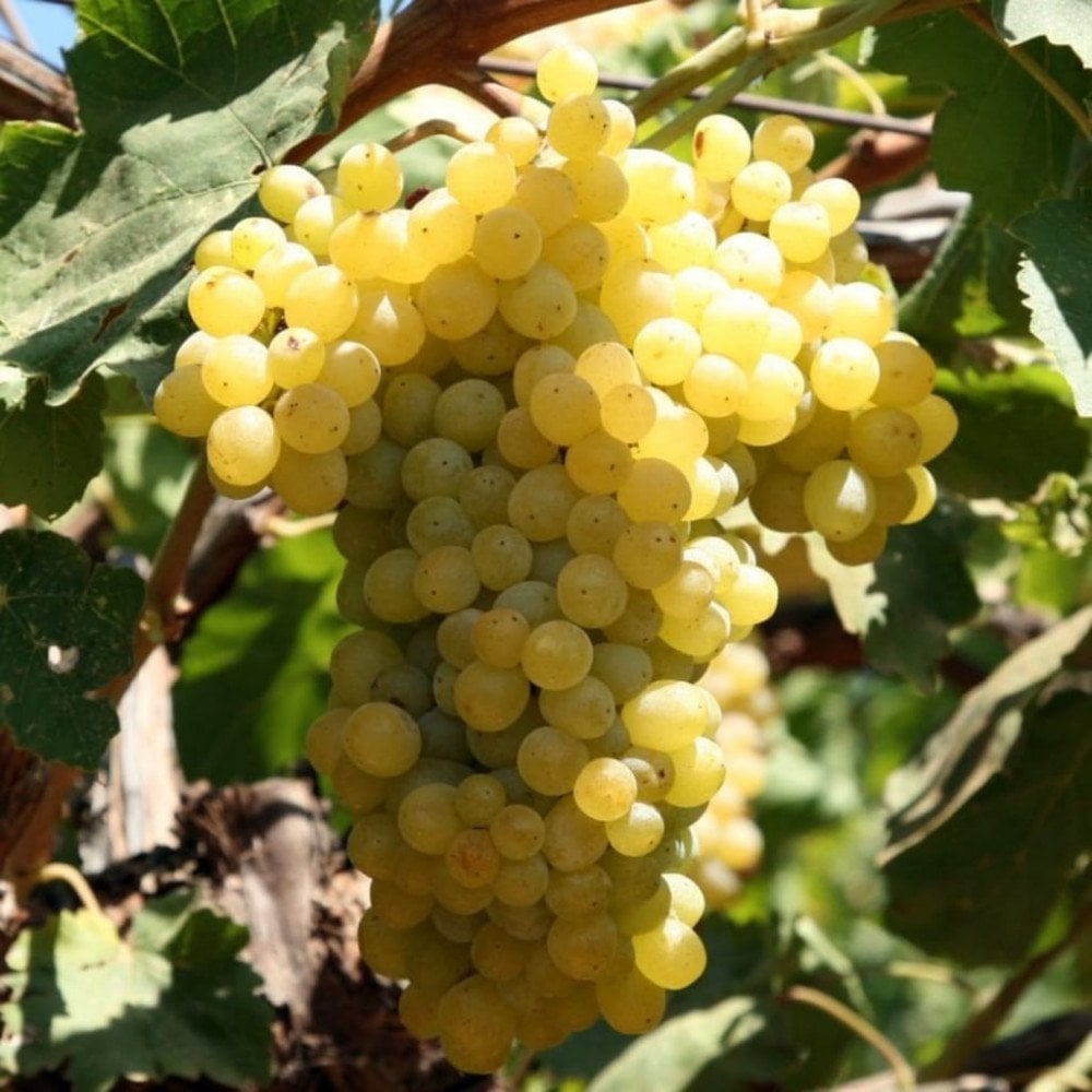 Tüplü İri Taneli Çok Tatlı Tarsus Beyazı Üzüm Fidanı