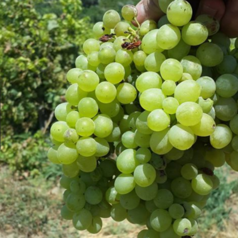 Tüplü İri Taneli Çok Tatlı Tarsus Beyazı Üzüm Fidanı