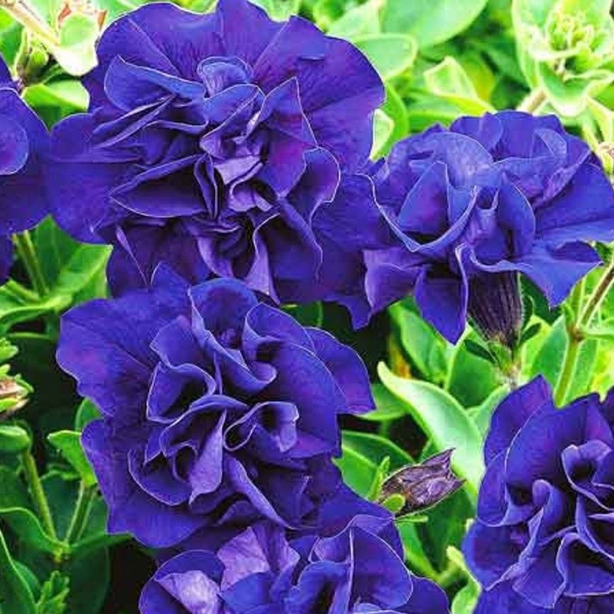 Tumbelina  Belinda Kokulu Katmerli Sarkıcı  Petunya Çiçeği Fidesi (1 Adet)