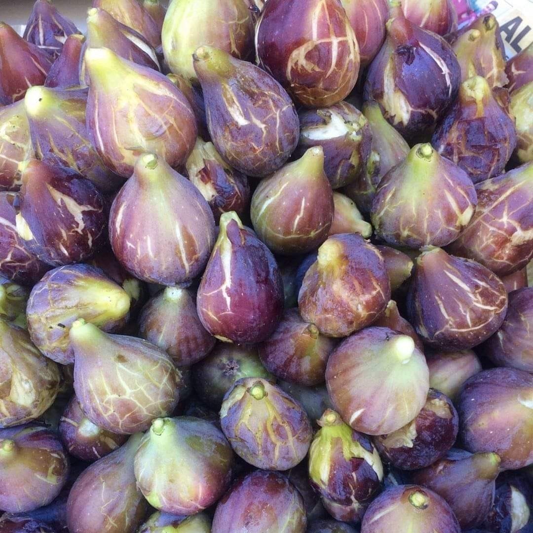 Açık Kök Karadeniz Patlıcan İnciri Fidanı