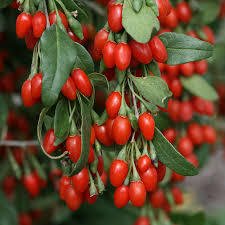 Goji Berry Kurt Üzümü Tohumu (20 tohum)