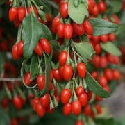 Goji Berry Kurt Üzümü Tohumu (20 tohum)