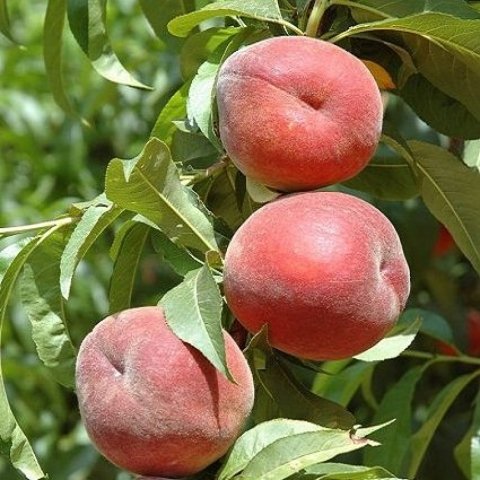 Açık Kök  Yarı Bodur Royal Glory Şeftali Fidanı