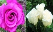 Açık Kök Yediveren Seyhan&Beyaz  Gül Fidanı