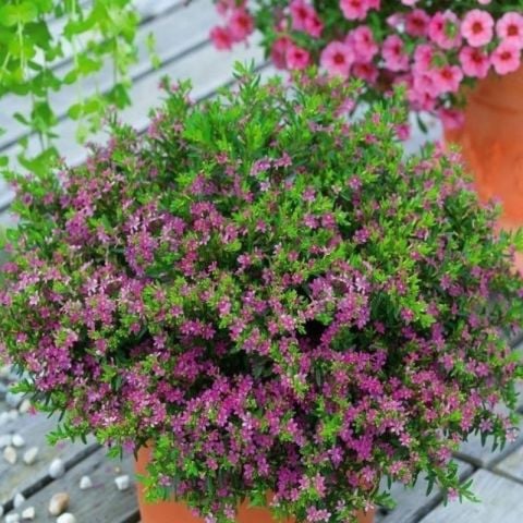 Soğuklara Dayanıklı Sarkan Sepetler İçin Multi Çiçekli Myrto Pink Küfeya Çiçeği Fidesi (1 adet)