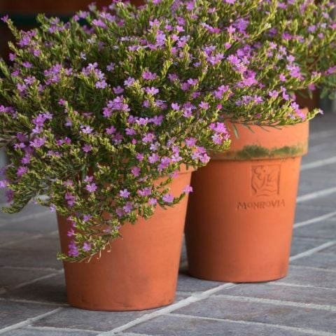 Soğuklara Dayanıklı Sarkan Sepetler İçin Multi Çiçekli Myrto Purple Mor Çiçekli Küfeya Çiçeği Fidesi (1 adet)