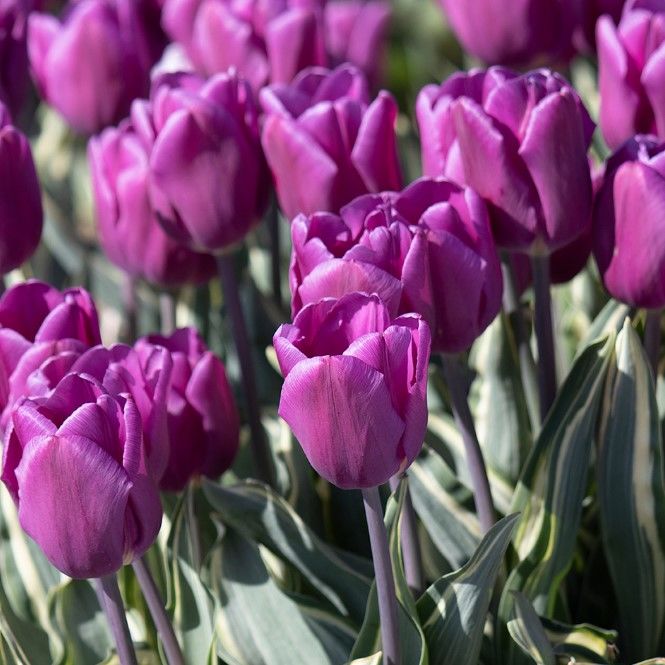 Purple Flag Lale Soğanı  (4 Soğan)  Koleksiyonluk Çeşit