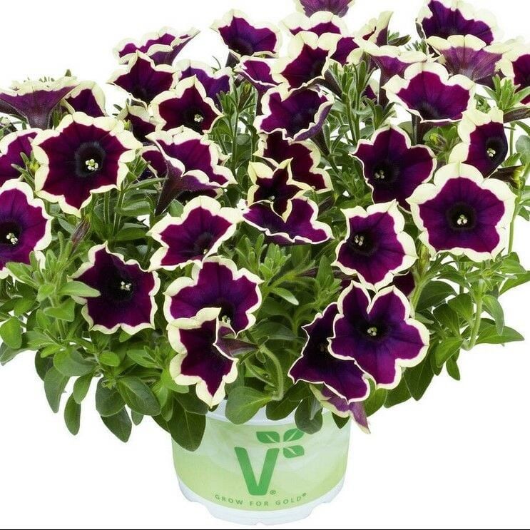 Fortado Velvet Picotee Çift Renkli Saksılar için İdeal Petunya Çiçeği Fidesi (1 Adet)