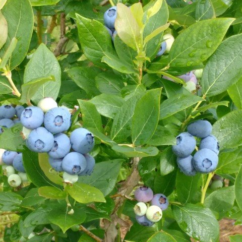 Açık Kök Oneal Yaban Mersini Blueberry Fidanı