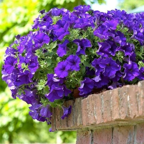 Fortado Velvet Purple Renkli Saksılar için İdeal Petunya Çiçeği Fidesi (1 adet)