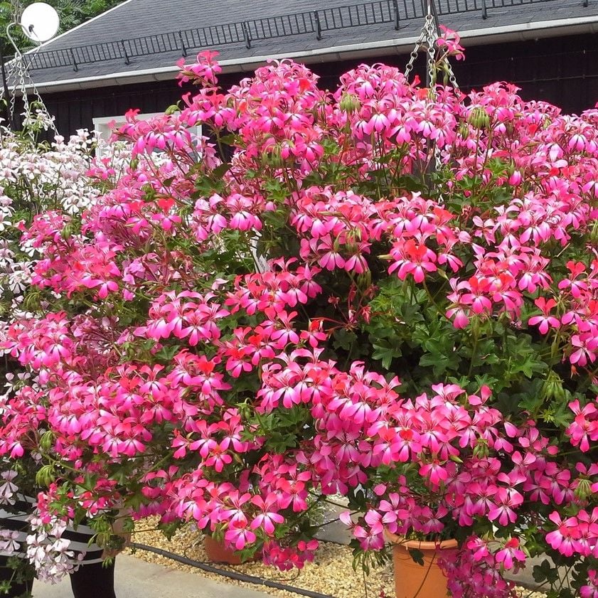 Ville De Paris Rose Sarkıcı Sarkan Sakız Sardunya Fidesi(1 adet)