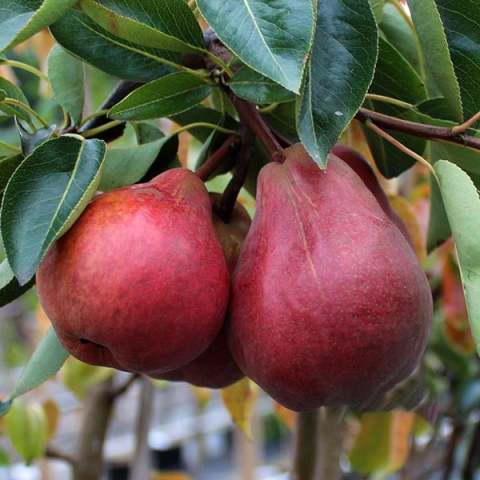 Açık Kök Yarı Bodur Yüksek Aromalı Starkrimson Kırmızı Armut Fidanı