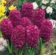 Woodstock Sümbül Soğanı 3 Adet