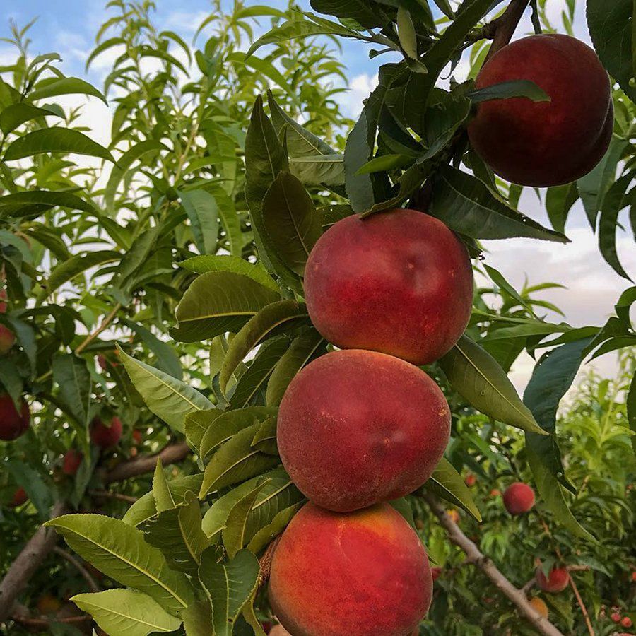Açık Kök Yarı Bodur Carselet Şeftali Fidanı